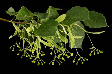 Yeşil yapraklar ve ıhlamur meyveleri, siyah arka planda izole edilmiş.