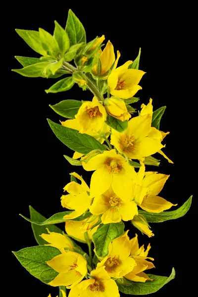 Blütenstand Der Gelben Lockeren Blüten Lat Lysimachia Isoliert Auf Schwarzem — Stockfoto
