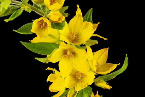 Bloeiwijze Van Gele Losse Estrife Bloemen Lat Lysimachia Geïsoleerd Zwarte — Stockfoto