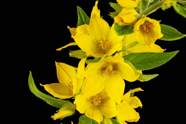 Inflorescência Flores Loosestrife Amarelas Lat Lysimachia Isolado Sobre Fundo Preto — Fotografia de Stock