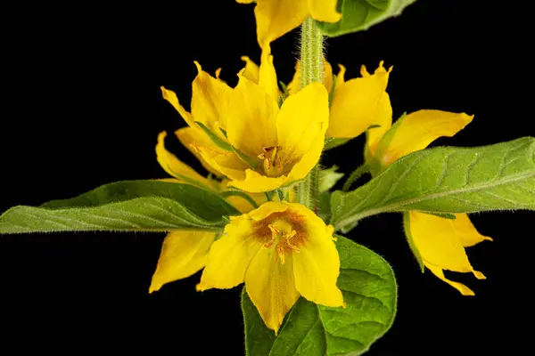 黄色の緩い花の花序 フラット 黒の背景に隔離されたリシマキア — ストック写真