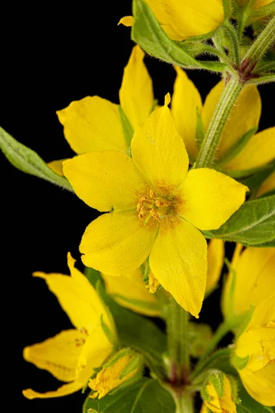 Inflorescência Flores Loosestrife Amarelas Lat Lysimachia Isolado Sobre Fundo Preto — Fotografia de Stock