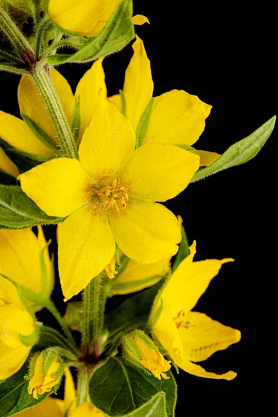 Bloeiwijze Van Gele Losse Estrife Bloemen Lat Lysimachia Geïsoleerd Zwarte — Stockfoto