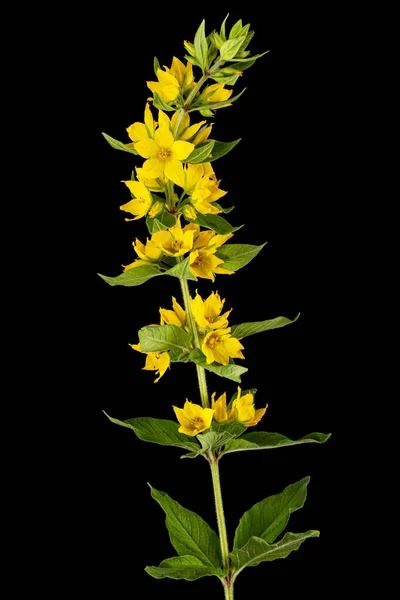 Sarı Gevşek Çiçeklerin Enfeksiyonu Lat Lysimachia Siyah Arkaplanda Izole Edilmiş — Stok fotoğraf