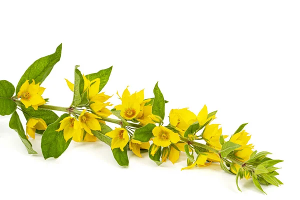 Zářivka Žlutých Květů Rozpoutané Sváry Lat Lysimachie Izolované Bílém Pozadí — Stock fotografie