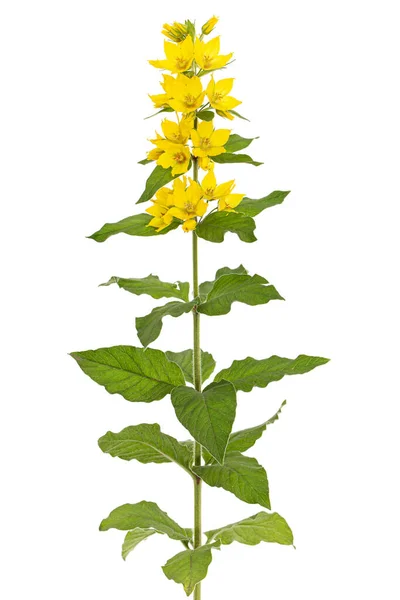 Inflorescência Flores Loosestrife Amarelas Lat Lysimachia Isolado Sobre Fundo Branco — Fotografia de Stock