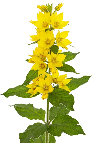 Inflorescence Yellow Loosestrife Flowers Lat Lysimachia Isolated White Background — Stock Photo, Image