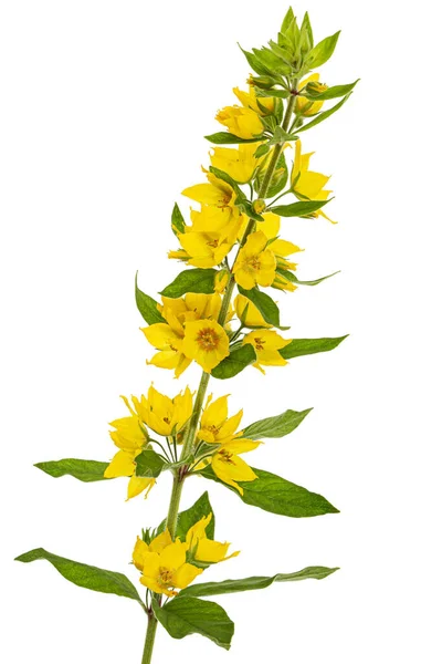 Kwiatostan Żółtych Luźnych Kwiatã Lat Lysimachia Izolowana Białym Tle — Zdjęcie stockowe