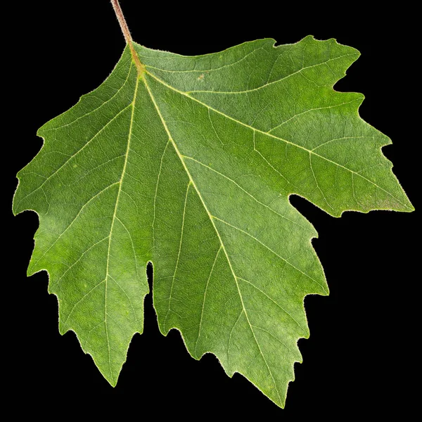 Green maple leaf, isolated on black background