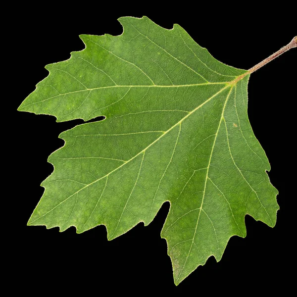 Green Maple Leaf Isolated Black Background — Stock Photo, Image