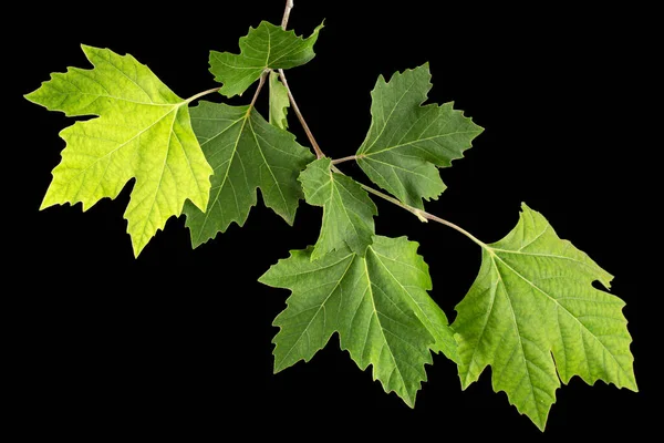 Ramo Acero Con Giovani Foglie Verdi Isolato Sfondo Nero — Foto Stock