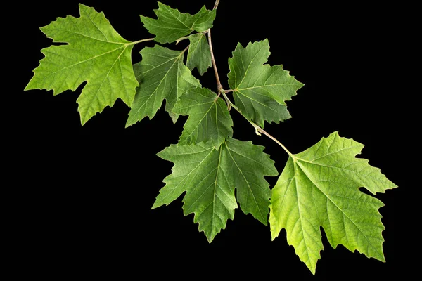 若い緑の葉を持つメイプルの枝 黒の背景に隔離された — ストック写真