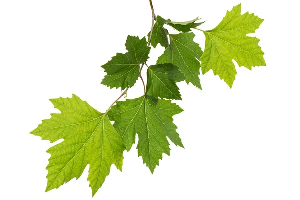 Ramo Acero Con Giovani Foglie Verdi Isolato Sfondo Bianco — Foto Stock