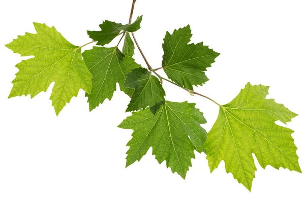 Ramo Acero Con Giovani Foglie Verdi Isolato Sfondo Bianco — Foto Stock