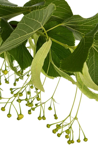 Hojas Verdes Frutos Tilo Aislados Sobre Fondo Blanco — Foto de Stock