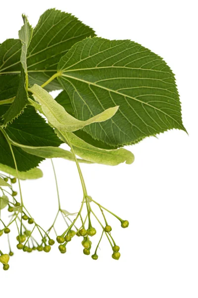 Zelené Listy Plody Lípy Izolované Bílém Pozadí — Stock fotografie