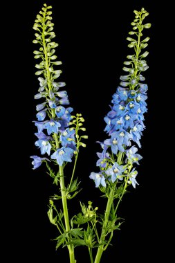 Inflorescence of blue delphinium flowers, lat. Larkspur, isolated on black background
