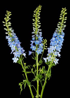 Inflorescence of blue delphinium flowers, lat. Larkspur, isolated on black background