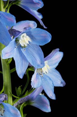 Inflorescence of blue delphinium flowers, lat. Larkspur, isolated on black background