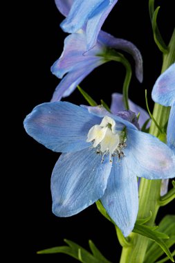 Inflorescence of blue delphinium flowers, lat. Larkspur, isolated on black background