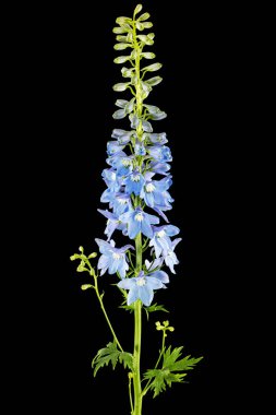 Inflorescence of blue delphinium flowers, lat. Larkspur, isolated on black background