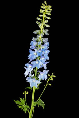 Inflorescence of blue delphinium flowers, lat. Larkspur, isolated on black background