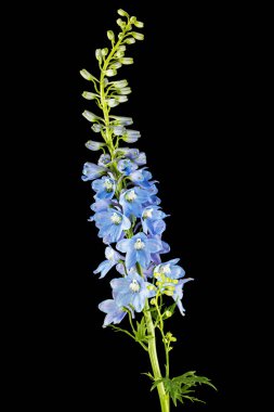 Inflorescence of blue delphinium flowers, lat. Larkspur, isolated on black background