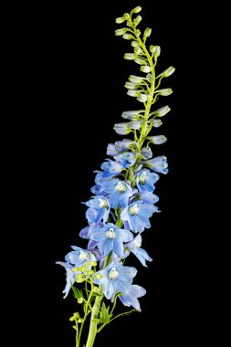 Inflorescence of blue delphinium flowers, lat. Larkspur, isolated on black background