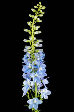 Inflorescence of blue delphinium flowers, lat. Larkspur, isolated on black background