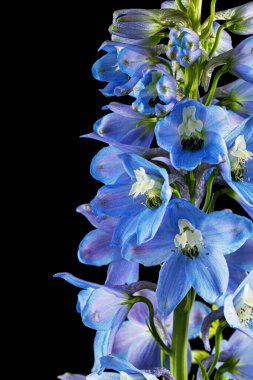 Inflorescence of blue delphinium flowers, lat. Larkspur, isolated on black background