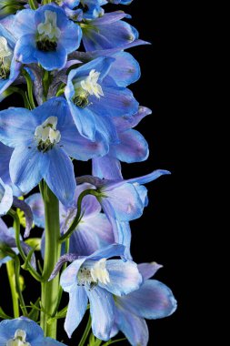 Inflorescence of blue delphinium flowers, lat. Larkspur, isolated on black background
