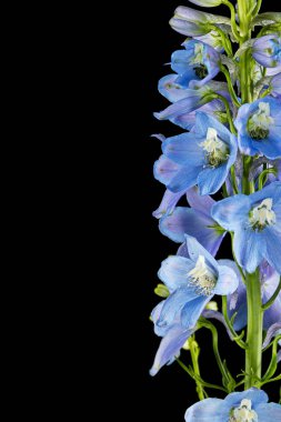 Inflorescence of blue delphinium flowers, lat. Larkspur, isolated on black background