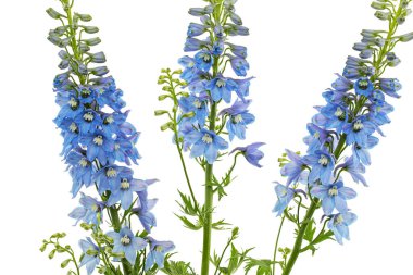 Inflorescence of blue delphinium flowers, lat. Larkspur, isolated on white background