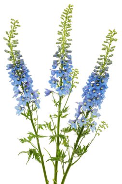 Inflorescence of blue delphinium flowers, lat. Larkspur, isolated on white background