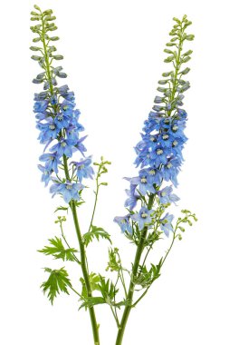 Inflorescence of blue delphinium flowers, lat. Larkspur, isolated on white background