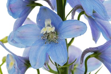 Inflorescence of blue delphinium flowers, lat. Larkspur, isolated on white background