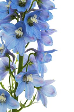 Inflorescence of blue delphinium flowers, lat. Larkspur, isolated on white background