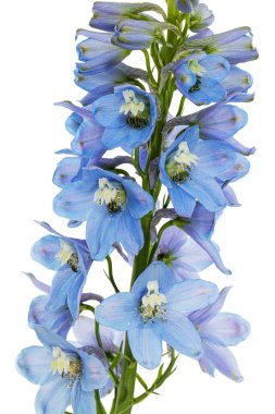 Inflorescence of blue delphinium flowers, lat. Larkspur, isolated on white background
