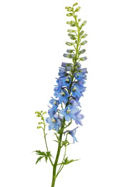 Inflorescence of blue delphinium flowers, lat. Larkspur, isolated on white background