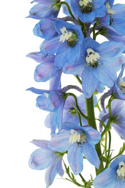 Inflorescence of blue delphinium flowers, lat. Larkspur, isolated on white background