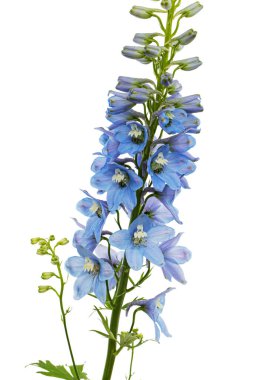Inflorescence of blue delphinium flowers, lat. Larkspur, isolated on white background
