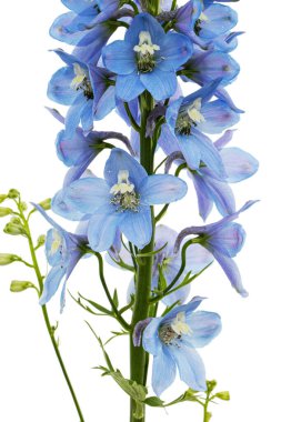 Inflorescence of blue delphinium flowers, lat. Larkspur, isolated on white background