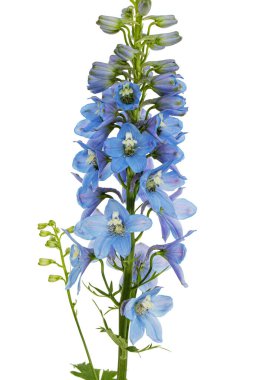 Inflorescence of blue delphinium flowers, lat. Larkspur, isolated on white background