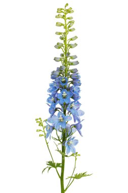 Inflorescence of blue delphinium flowers, lat. Larkspur, isolated on white background