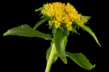 Inflorescence of yellow rhodiola rosea flowers, isolated on black background