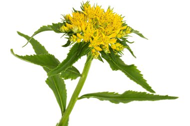 Inflorescence of yellow rhodiola rosea flowers, isolated on white background