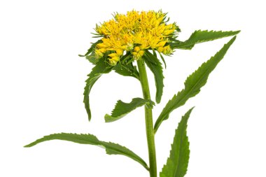 Inflorescence of yellow rhodiola rosea flowers, isolated on white background
