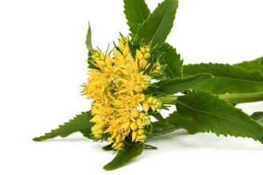 Inflorescence of yellow rhodiola rosea flowers, isolated on white background