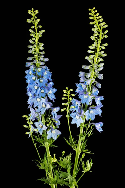Inflorescence of blue delphinium flowers, lat. Larkspur, isolated on black background