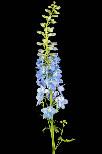 Inflorescência Flores Azuis Delphinium Lat Larkspur Isolado Sobre Fundo Preto — Fotografia de Stock